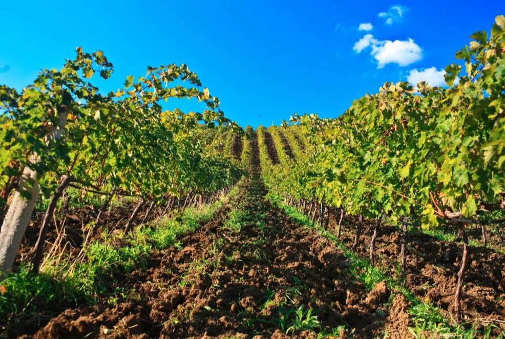 Abbazia Santa Anastasia | wijngaarde